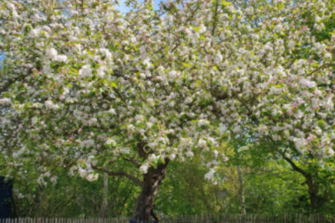 PS de Zilvermeeuw boom in bloei